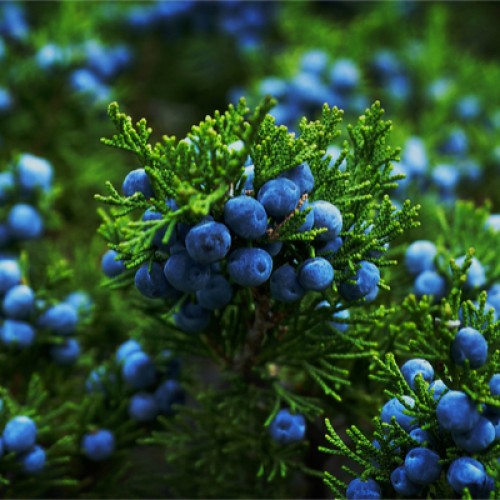 juniper berry fragrance oil